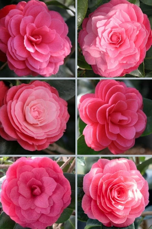 April Kiss Pink Double Flowered Camellia Japonica - 3 Gallon Pot - Image 5