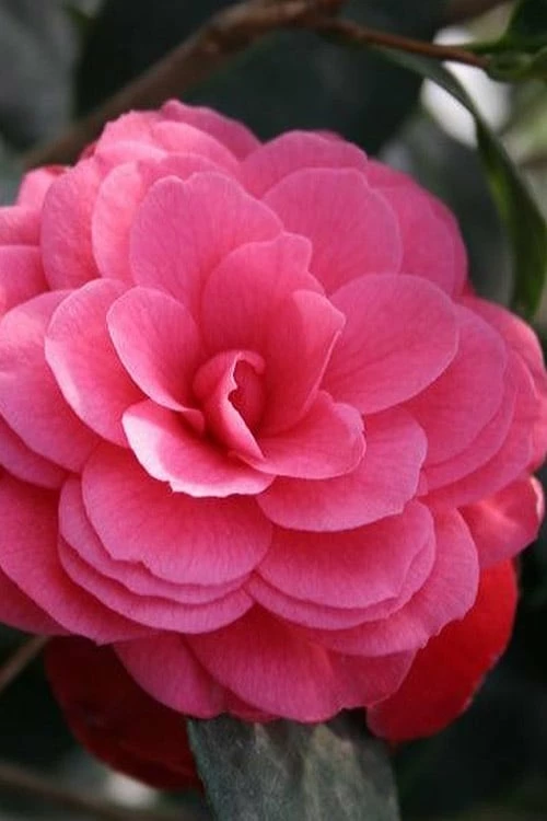 April Kiss Pink Double Flowered Camellia Japonica - 3 Gallon Pot - Image 4
