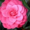 April Kiss Pink Double Flowered Camellia Japonica - 3 Gallon Pot