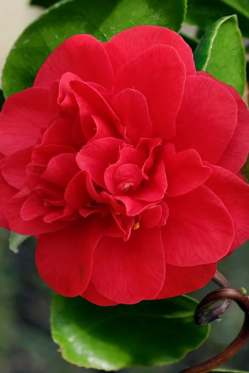 Curly Lady Camellia Japonica - 1 Gallon Pot - Image 9