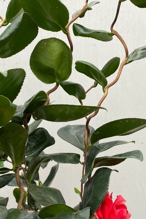 Curly Lady Camellia Japonica - 1 Gallon Pot - Image 8