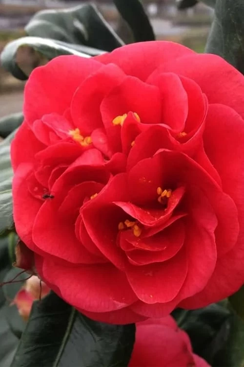 Curly Lady Camellia Japonica - 1 Gallon Pot - Image 4