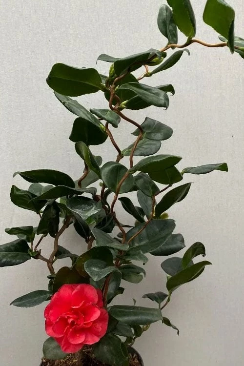 Curly Lady Camellia Japonica - 1 Gallon Pot - Image 5