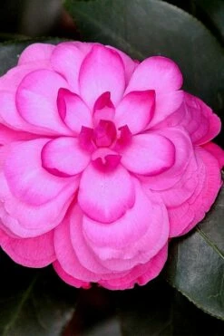 Early Wonder Camellia Japonica - 2 Gallon Pot