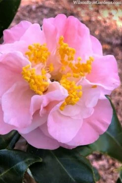 Junior Miss Fragrant Pink Camellia - 7 Gallon Pot