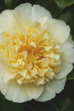 Jury's Yellow Camellia - 1 Gallon Pot