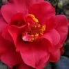 Paulette Goddard Camellia Japonica - 3 Gallon Pot