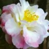 Star Above Star Camellia Sasanqua - 3 Gallon Pot