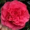 Tomorrow Camellia - 3 Gallon Pot