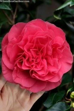 Tomorrow Camellia - 3 Gallon Pot