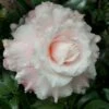 Jerry Donnan Camellia Japonica - 3 Gallon Pot