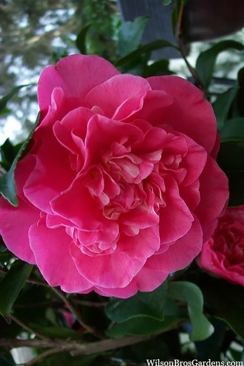 Marie Bracey Camellia Japonica - 3 Gallon Pot - Image 5