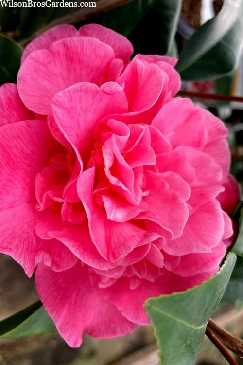 Marie Bracey Camellia Japonica - 3 Gallon Pot - Image 7