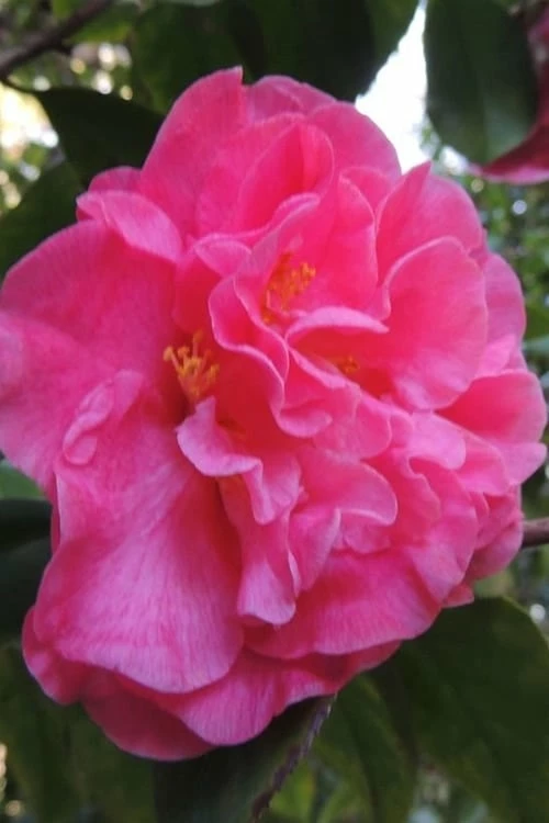Marie Bracey Camellia Japonica - 3 Gallon Pot - Image 6