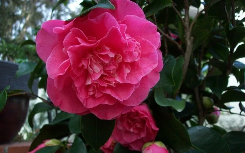 Marie Bracey Camellia Japonica - 3 Gallon Pot - Image 4