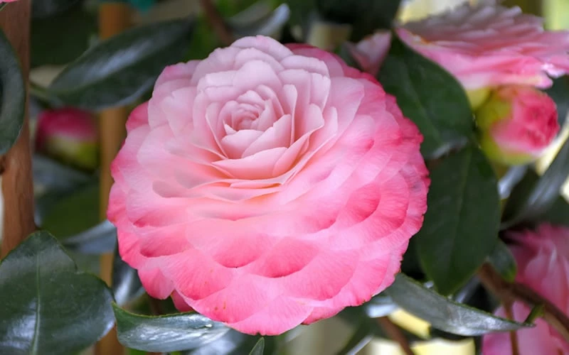 Nuccio's Pearl Camellia Japonica - 3 Gallon Pot - Image 5
