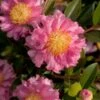 October Magic Carpet Dwarf Camellia - 2 Gallon Pot