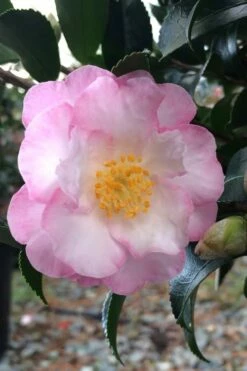 October Magic Orchid Camellia - 1 Gallon Pot