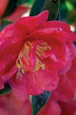 October Magic Rose Camellia - 2 Gallon Pot