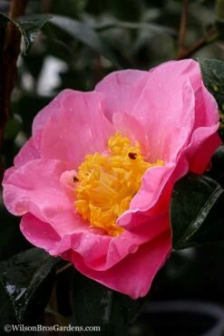Autumn Pink Icicle Cold Hardy Camellia - 7 Gallon Pot