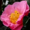 Autumn Pink Icicle Cold Hardy Camellia - 3 Gallon Pot