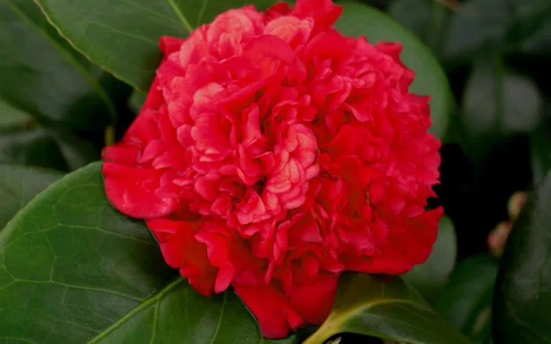 Professor Sargent Camellia Japonica - 1 Gallon Pot - Image 5