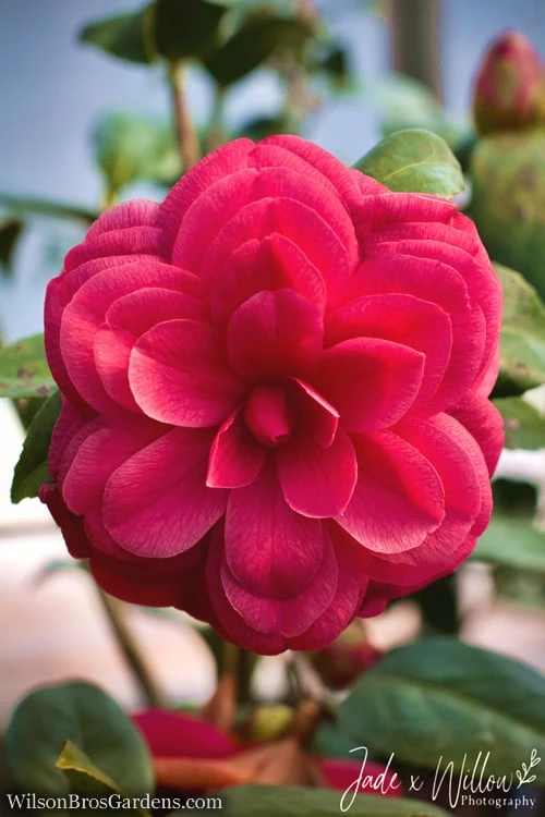 Purple Dawn Camellia Japonica - 1 Gallon Pot - Image 4