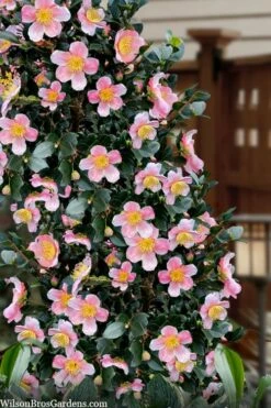 Maggie's Pink Camellia - 3 Gallon Pot