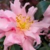 Pink Snow Camellia Sasanqua - 7 Gallon Pot (3-4')
