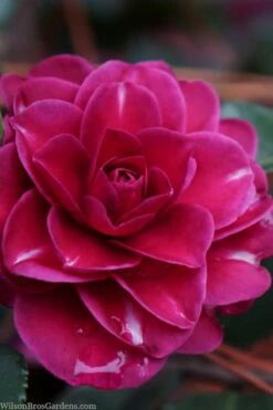 Purple Haze Camellia- 3 Gallon Pot