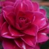 Purple Haze Camellia- 2 Gallon Pot