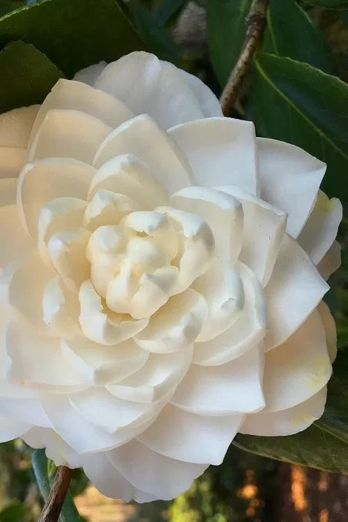 Sea Foam White Camellia Japonica - 3 Gallon Pot
