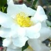 Setsugekka Fragrant Camellia Sasanqua - 3 Gallon Pot