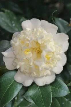 Shiro Karako White Camellia Rusticana - 3 Gallon Pot