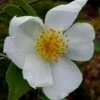 Survivor Cold Hardy White Camellia - 3 Gallon Pot