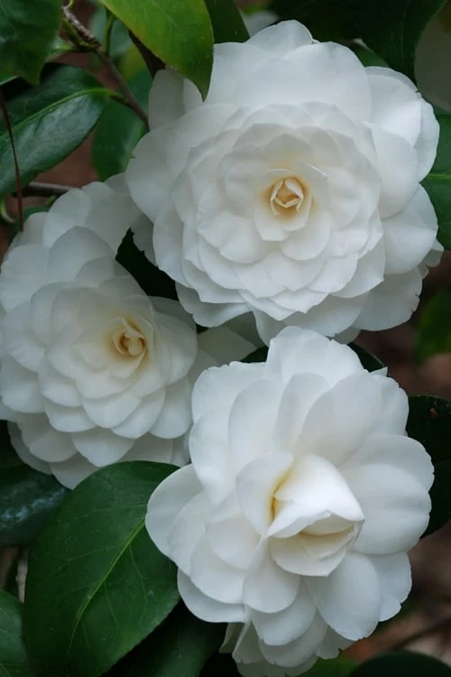 White By The Gate Camellia Japonica - 1 Gallon Pot - Image 4