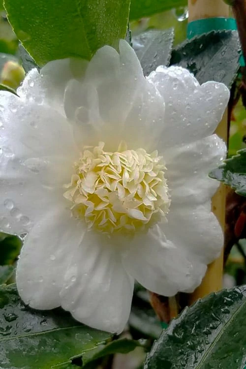 Winter's Snowman Camellia Hybrid - 1 Gallon Pot - Image 4