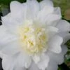 Winter's Snowman Camellia Hybrid - 7 Gallon Pot (3-4')