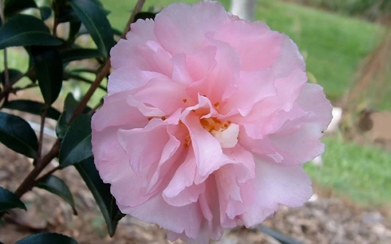 Cotton Candy Camellia Sasanqua - 6 Pack Of 1 Gallon Pots - Image 5