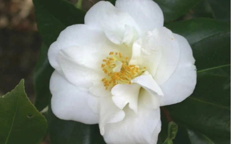 White Empress Camellia Japonica - 1 Gallon Pot - Image 4