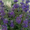 Beyond Midnight Blue Mist Shrub (Caryopteris) - 3 Gallon Pot