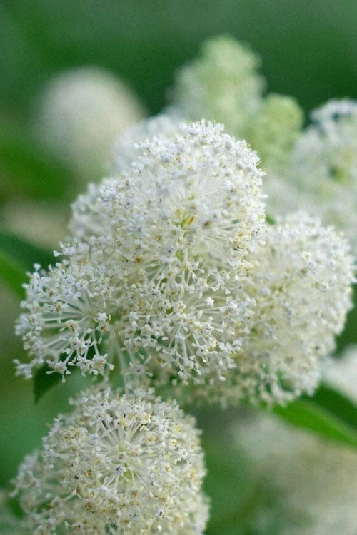 New Jersey Tea Plant (Ceanothus Americanus) - 3 Gallon Pot - Image 12