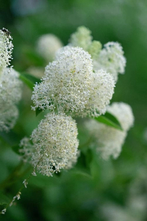 New Jersey Tea Plant (Ceanothus Americanus) - 3 Gallon Pot - Image 7
