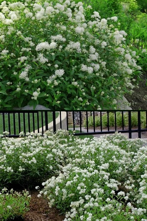 New Jersey Tea Plant (Ceanothus Americanus) - 3 Gallon Pot - Image 5