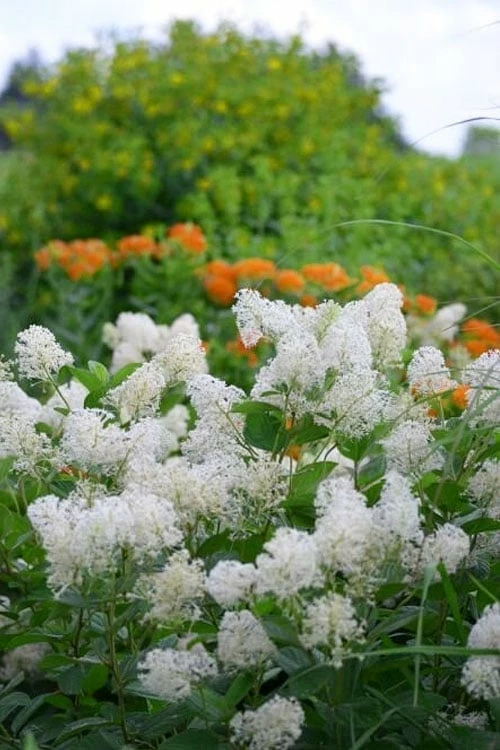 New Jersey Tea Plant (Ceanothus Americanus) - 3 Gallon Pot - Image 6
