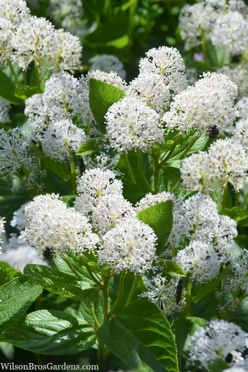 New Jersey Tea Plant (Ceanothus Americanus) - 3 Gallon Pot - Image 4