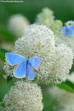 New Jersey Tea Plant (Ceanothus Americanus) - 3 Gallon Pot