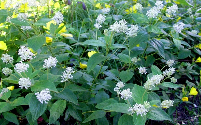 New Jersey Tea Plant (Ceanothus Americanus) - 3 Gallon Pot - Image 8