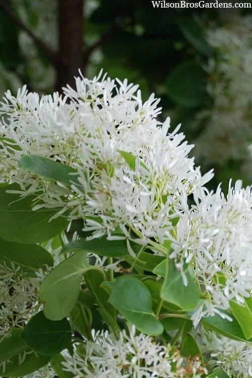 Tokyo Tower Chinese Fringe Tree (Chionanthus Retusus) - 7 Gallon Pot (5-6') - Image 8