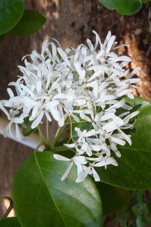 Tokyo Tower Chinese Fringe Tree (Chionanthus Retusus) - 7 Gallon Pot (5-6') - Image 4